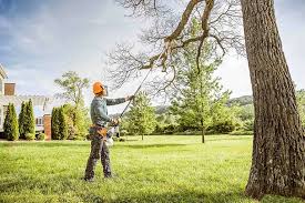 Best Tree Preservation Services  in University Center, VA